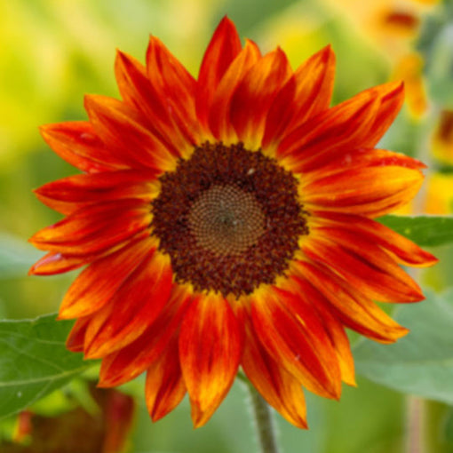 Red sunflower